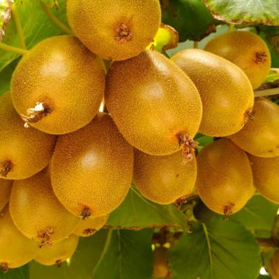 VELIORGANIC