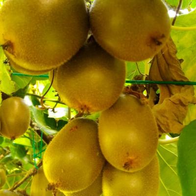 VELIORGANIC