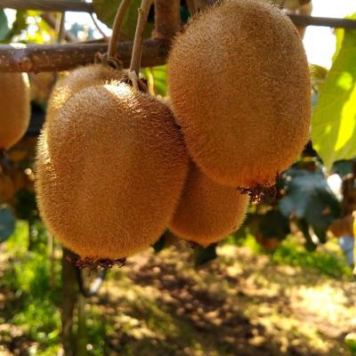 VELIORGANIC